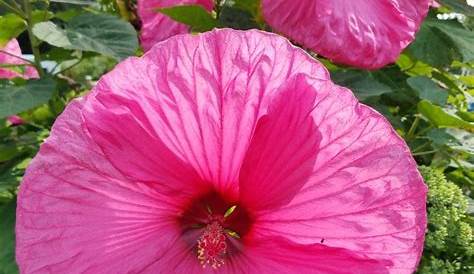 Hibiscus Exterieur Plantation Plante D'extérieur Gamm Vert