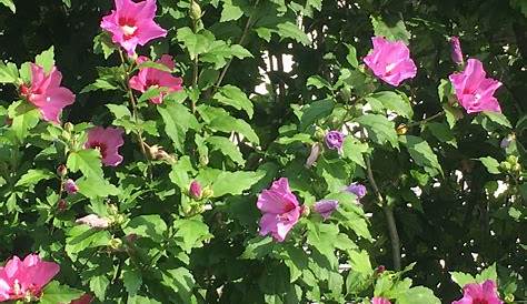 Hibiscus Exterieur L’hibiscus D’extérieur Touffu Et Généreux ! Osez