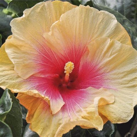 hibiscus at lowe's