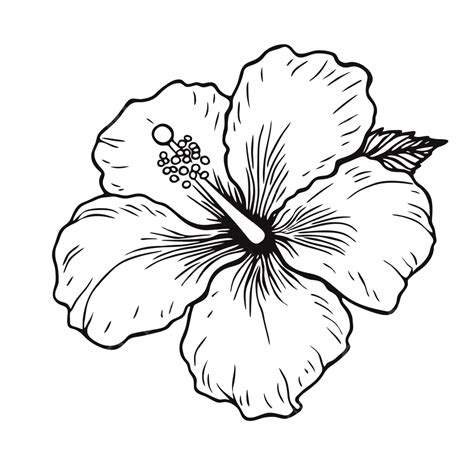 Hibiscus Flower Drawing