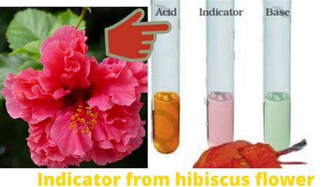 Hibiscus Indicator In Acid And Base