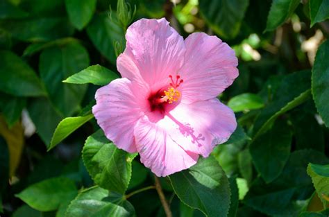 Unveiling the Vibrant Beauty of Hibiscus Pink: A Must-Try Color Trend