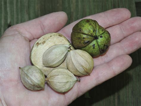 Hickory Nut Image