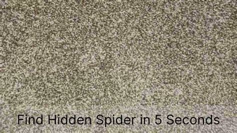 Hidden Picture Spider Printable