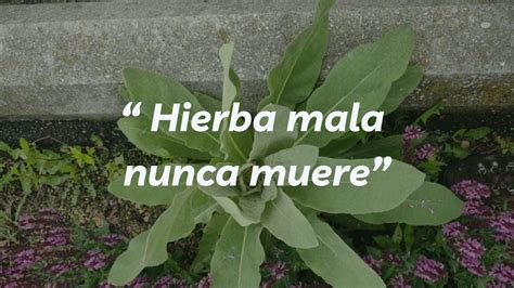 hierba mala nunca muere en ingles