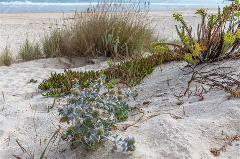 hierbas de la dunas