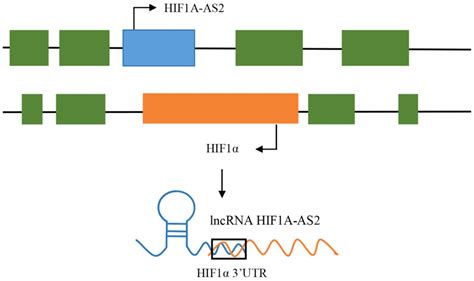 hif1a