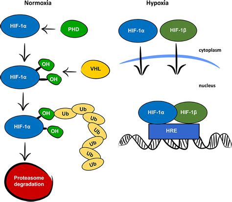 hif1a gene