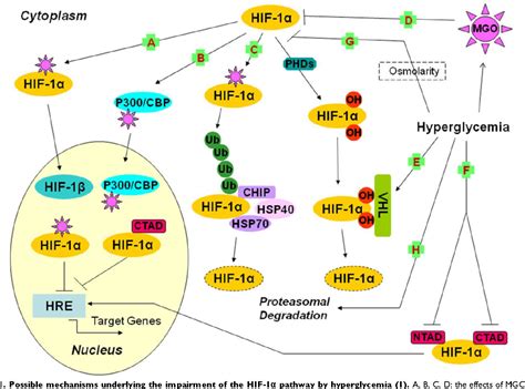 hif1a pathway