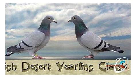 Pigeon race has trainers' eyes fixed on the sky - Las Vegas Sun News