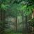 high resolution forest wallpaper