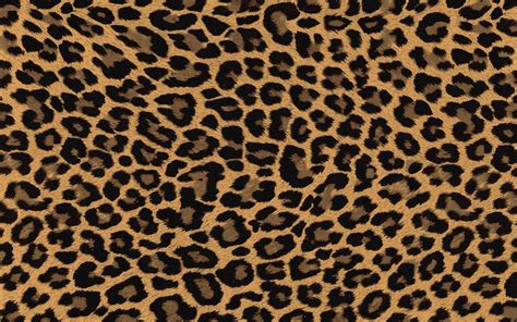 Leopard Print Wallpapers High Quality Download Free