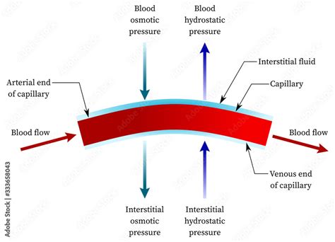 High Capillary Hydrostatic Pressure
