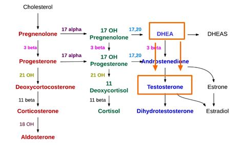 High Dhea And Testosterone