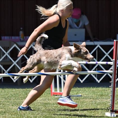 High Performance Dog Training