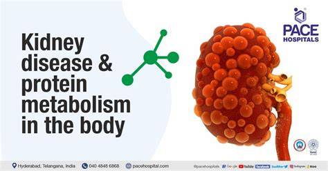High Protein Diet Cause Kidney Problems
