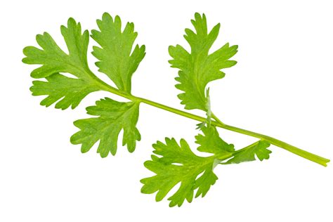 high quality coriander leaves