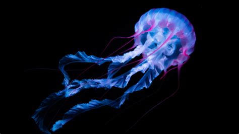 High Quality Wallpapers Jellyfish