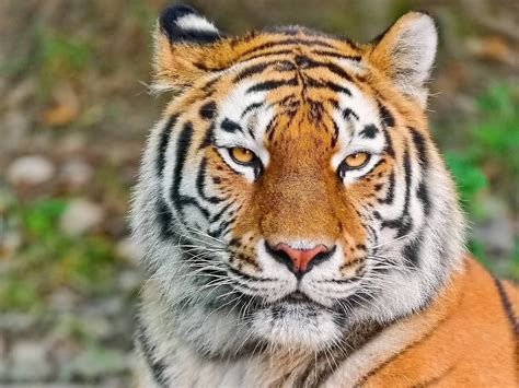 high resolution tiger images