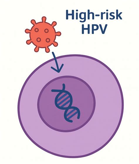 high risk of hpv