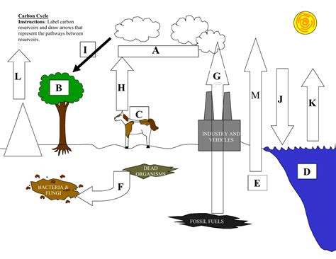 high school carbon cycle diagram worksheet