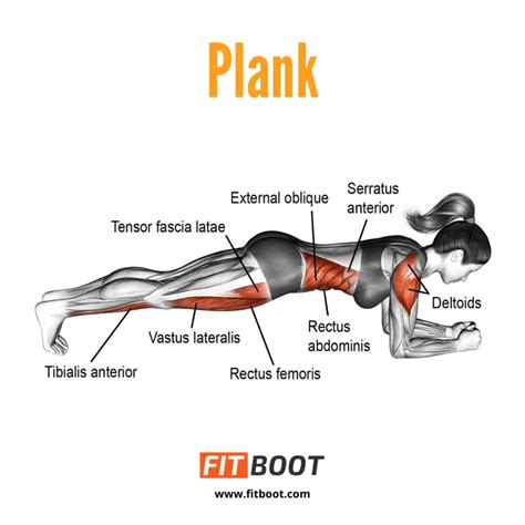 high to low plank muscles worked