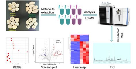 High-Performance Liquid Chromatography Based Metabolomics