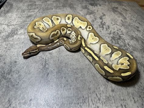 Highland Hills Exotics