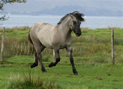 highland pony for sale usa