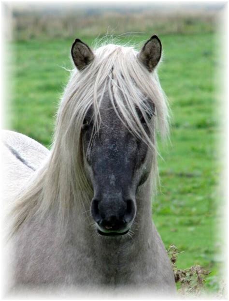highland pony sales uk