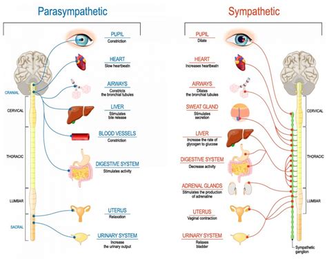 highlight the function of sympathetic and parasympathetic nervous system