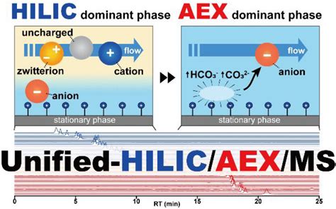 Hilic Chromatography Gradient