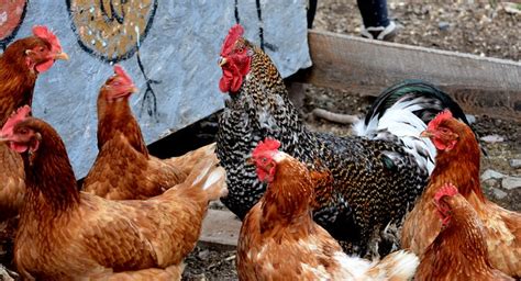 Topics Hill Of The Rooster References