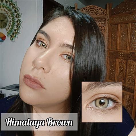 Himalayan Brown: Discover This Rare Breed's Unique Charm