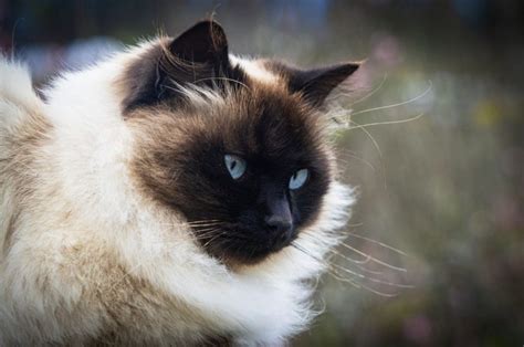 himalayan cat breeders new york