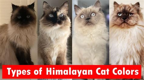 himalayan cat colors chart