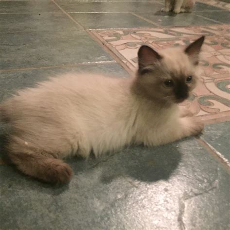 himalayan cat for sale houston