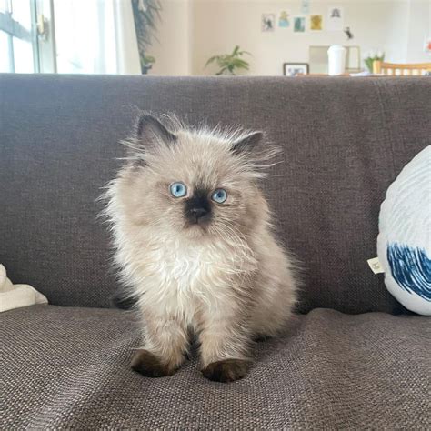 himalayan cat kitten for sale