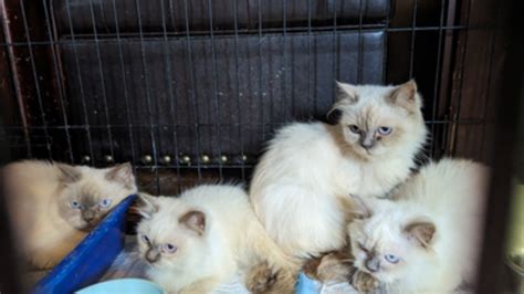 Rescue Himalayan Cat Got Her Glorious Fluff Back. The Difference 3