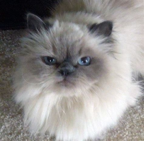 himalayan cat rescue near me donation