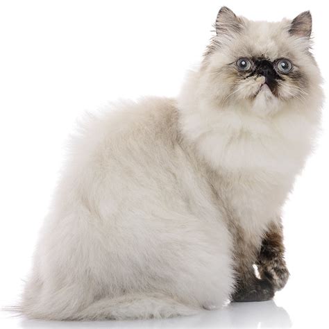 himalayan persian cat personality