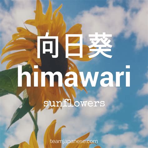 himawari meaning