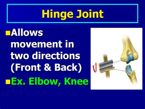 Hinge Joint Movement Range