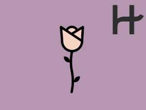 Hinge Roses: Secret Floral Secrets Unveiled