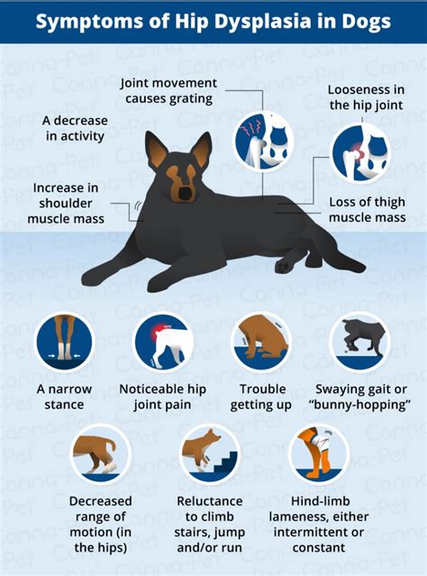 hip dysplasia pet prevention