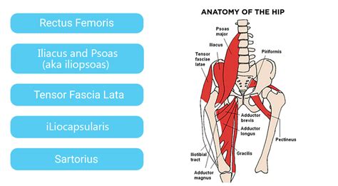 Hip Flexor And Hip Replacement