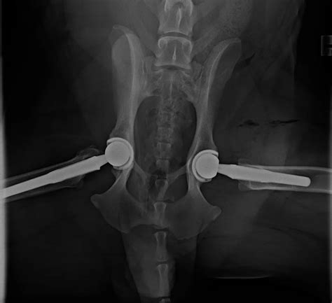 Hip Replacement In Dog