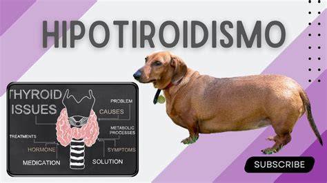 ¿Puede el hipotiroidismo en perros causar vómitos? Diario Día
