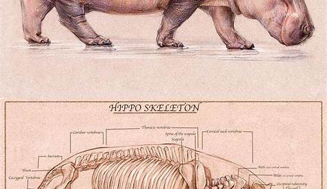 Unveiling The Secrets: Hippo Muscle Structure & Its Astonishing Adaptations