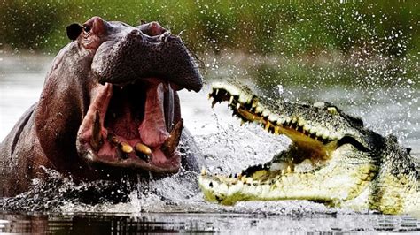 hippo defense against crocodile